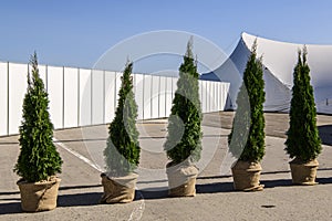 Ornamental evergreen plants near big white tent pavilion for mass events on a background of blue sky