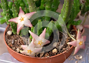 Ornamental exotic plant Stapelia divaricata