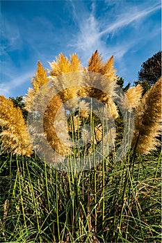 Ornamental feathery grass flower heads against a summer sky.
