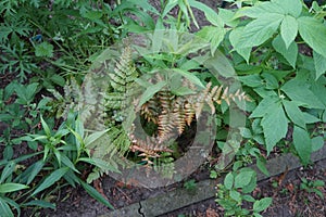 The ornamental fern \