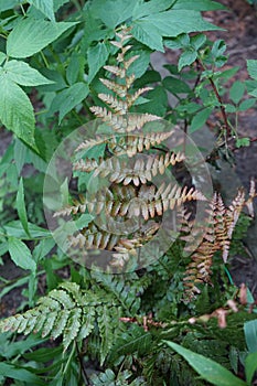 The ornamental fern \