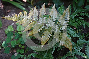 The ornamental fern `Golden Brilliant` is a precious rarity that sparkles with golden tones in the garden. Berlin, Germany