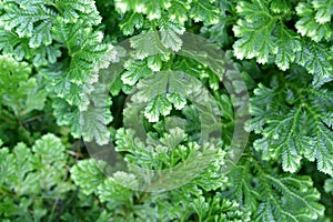 Ornamental  Fern Microsorum Punctatum. Stock photo of forest plant