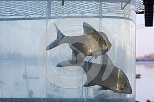 Ornamental fish in the aquarium are intended for sale in garden ponds