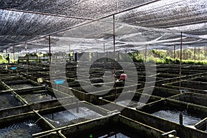 Ornamental Fish Farm in Asia. Farm nursery Ornamental fish freshwater in Recirculating Aquaculture System