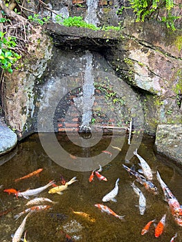 ornamental fish with red - orange - white koi types in a pond with rather dirty water in an open garden