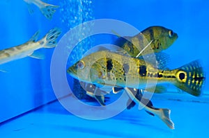 The ornamental fish swim in the pool of the aquarium. It`s beautiful and interesting