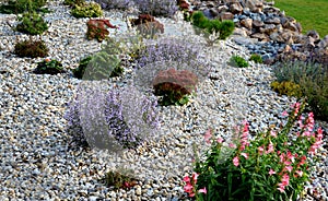 Ornamental flower bed above the stone wall by the summer terrace. mulched by a duck. blooming bell and catmint. bright stones and