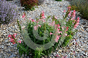 Ornamental flower bed above the stone wall by the summer terrace. mulched by a duck. blooming bell and catmint. bright stones and