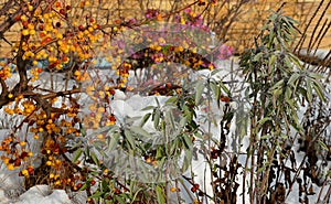 Ornamental flower beds with grasses and perennials in winter. snowy perennials in a flowerbed with a brown marl, sandstone wall. a