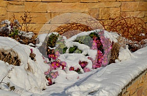 Ornamental flower beds with grasses and perennials in winter. snowy perennials in a flowerbed with a brown marl, sandstone wall. a