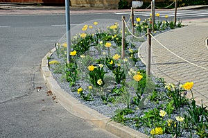 Ornamental flower beds on a regular floor plan in the middle of a square of granite paving. Arch-shaped flower beds with dry ornam