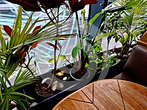 an ornamental flower pot under the window at the dining room table. tropical