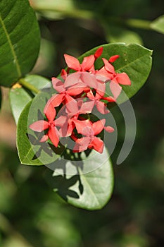 The ornamental flower which has the name Ixora chinensis is red in color and has a unique and beautiful shape shoot on clear day photo