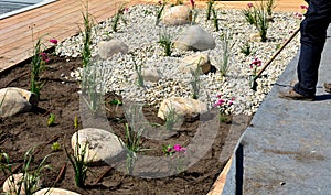 Ornamental flowerbed with perennials and stones made of gray granite, mulched pebbles in the city garden, prairie, ornamental gras photo
