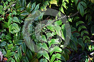Ornamental flowering plant of Mahonia x media, in the garden.