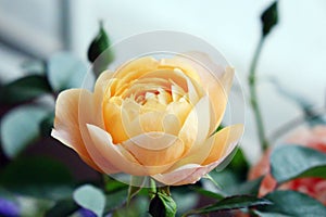 Ornamental Flowers - - Champagne Chinese rose flowers and buds. photo