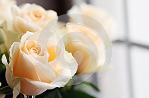 Ornamental Flowers - Charming Champagne Rose.