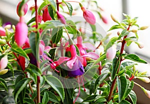 Ornamental Flowers - Charming Fuchsia.