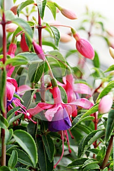 Ornamental Flowers - Charming Fuchsia.