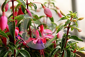 Ornamental Flowers - Charming Fuchsia..