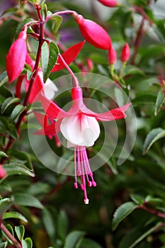 Ornamental Flowers - Charming Fuchsia..