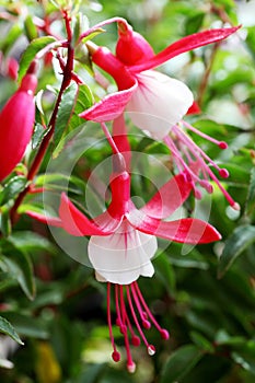 Ornamental Flowers - Charming Fuchsia. .