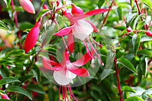 Ornamental Flowers - Charming Fuchsia..