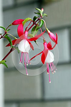 Ornamental Flowers - Charming Fuchsia.