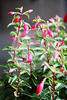 Ornamental Flowers - Charming Fuchsia Buds