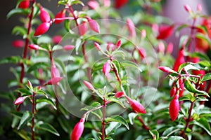 Ornamental Flowers - Charming fuchsia buds.