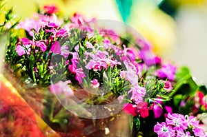 Ornamental Flowers After Rain In Cinarcik Town - Turkey