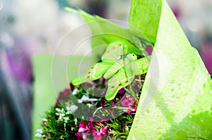 Ornamental Flowers After Rain In Cinarcik Town - Turkey