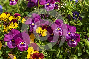 Ornamental flowers in a flower box