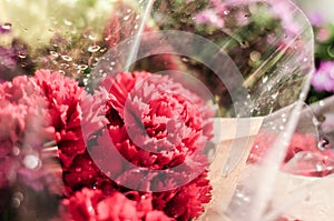 Ornamental Flowers After Rain In Cinarcik Town - Turkey