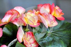 Ornamental flowers - Rieger begonias.