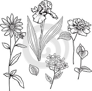 Ornamental Flowers Vector Illustration