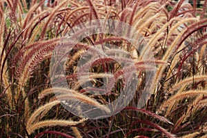 Ornamental Fountain Grass Pennisetum