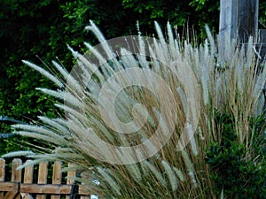Ornamental Foxtail Grass
