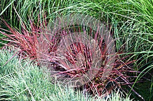 Ornamental garden grass