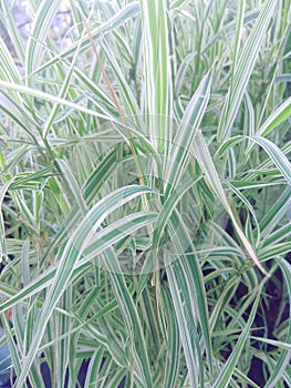 Ornamental garden grass of Everest Carex Oshimensis