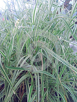 Ornamental garden grass of Everest Carex Oshimensis