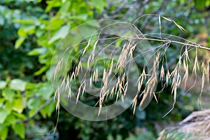 Ornamental garden grasses decorative light brown grass