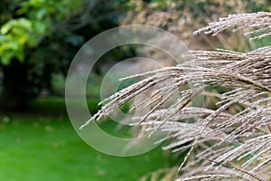 Ornamental garden grasses decorative light brown grass