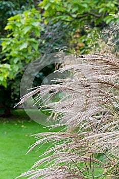 Ornamental garden grasses decorative light brown grass