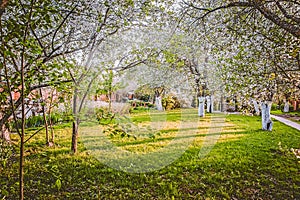 Ornamental garden with majestically blossoming large cherry trees and Apple trees on a fresh green lawn