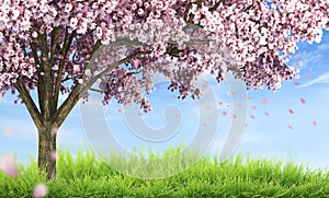Ornamental garden with majestically blossoming large cherry trees on a fresh green lawn photo