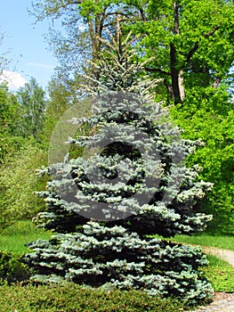 Ornamental garden with silver spruce Picea pungens, nice garden still life