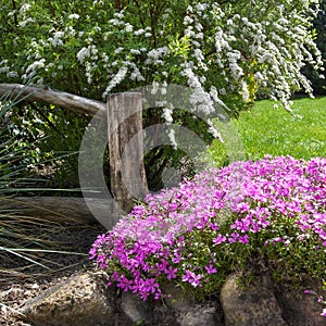 Ornamental garden. Spiraea cinerea and a bed of pink flowers