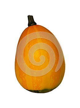 ornamental gourd 01